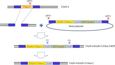 A novel recombinant serotype 4 fowl adenovirus expressing fiber-2 protein of duck adenovirus 3